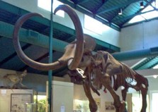 Nessie2thumbnail.jpg